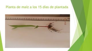 Planta de maíz a los 15 días de plantada
 