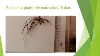 Raíz de la planta de maíz a los 15 días
 