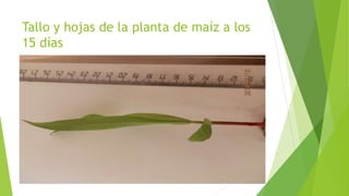 Tallo y hojas de la planta de maíz a los
15 días
 