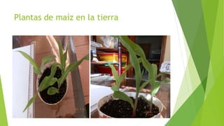 Plantas de maíz en la tierra
 