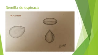 Semilla de espinaca
 