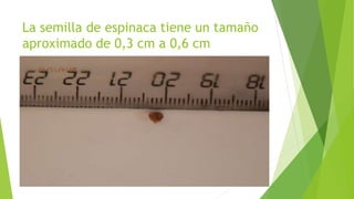 La semilla de espinaca tiene un tamaño
aproximado de 0,3 cm a 0,6 cm
 