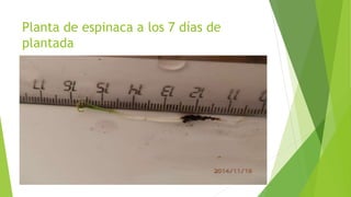 Planta de espinaca a los 7 días de
plantada
 