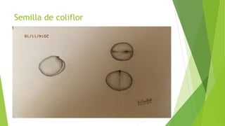 Semilla de coliflor
 