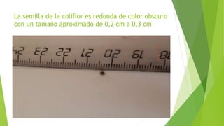 La semilla de la coliflor es redonda de color obscuro
con un tamaño aproximado de 0,2 cm a 0,3 cm
 