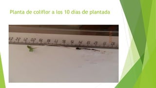 Planta de coliflor a los 10 días de plantada
 