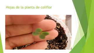 Hojas de la planta de coliflor
 