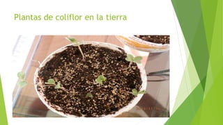 Plantas de coliflor en la tierra
 