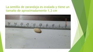 La semilla de zarandaja es ovalada y tiene un
tamaño de aproximadamente 1,3 cm
 