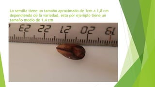 La semilla tiene un tamaño aproximado de 1cm a 1,8 cm
dependiendo de la variedad, esta por ejemplo tiene un
tamaño medio de 1,4 cm
 