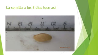 La semilla a los 3 días luce así
 