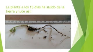 La planta a los 15 días ha salido de la
tierra y luce así:
 