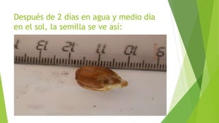 Después de 2 días en agua y medio día
en el sol, la semilla se ve así:
 