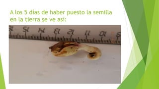 A los 5 días de haber puesto la semilla
en la tierra se ve así:
 