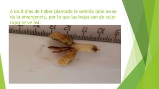 A los 8 días de haber plantado la semilla (aún no se
da la emergencia, por lo que las hojas son de color
rojo) se ve así:
 