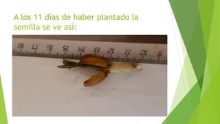 A los 11 días de haber plantado la
semilla se ve así:
 