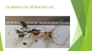 La planta a los 18 días luce así:
 