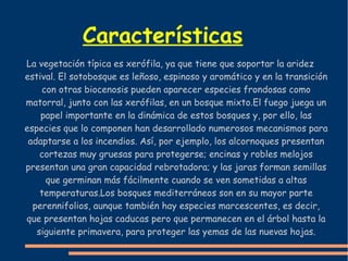 Características 
La vegetación típica es xerófila, ya que tiene que soportar la aridez 
estival. El sotobosque es leñoso, espinoso y aromático y en la transición 
con otras biocenosis pueden aparecer especies frondosas como 
matorral, junto con las xerófilas, en un bosque mixto.El fuego juega un 
papel importante en la dinámica de estos bosques y, por ello, las 
especies que lo componen han desarrollado numerosos mecanismos para 
adaptarse a los incendios. Así, por ejemplo, los alcornoques presentan 
cortezas muy gruesas para protegerse; encinas y robles melojos 
presentan una gran capacidad rebrotadora; y las jaras forman semillas 
que germinan más fácilmente cuando se ven sometidas a altas 
temperaturas.Los bosques mediterráneos son en su mayor parte 
perennifolios, aunque también hay especies marcescentes, es decir, 
que presentan hojas caducas pero que permanecen en el árbol hasta la 
siguiente primavera, para proteger las yemas de las nuevas hojas. 
 