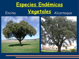 Especies Endémicas 
Encina V e g e t a l e s Alcornoque 
 