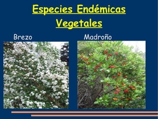 Especies Endémicas 
Vegetales 
Brezo Madroño 
 