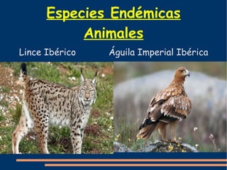 Especies Endémicas 
Animales 
Lince Ibérico Águila Imperial Ibérica 
 