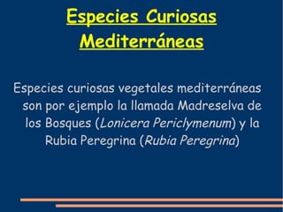 Especies Curiosas 
Mediterráneas 
Especies curiosas vegetales mediterráneas 
son por ejemplo la llamada Madreselva de 
los Bosques (Lonicera Periclymenum) y la 
Rubia Peregrina (Rubia Peregrina) 
 