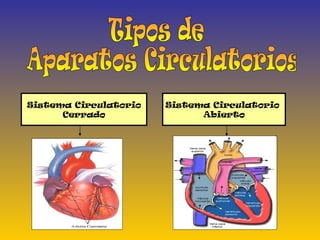 Tipos de Aparatos Circulatorios Sistema Circulatorio Cerrado Sistema Circulatorio  Abierto 