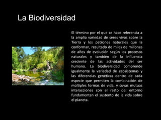 La Biodiversidad
              El término por el que se hace referencia a
              la amplia variedad de seres vivos sobre la
              Tierra y los patrones naturales que la
              conforman, resultado de miles de millones
              de años de evolución según los procesos
              naturales y también de la influencia
              creciente de las actividades del ser
              humano. La biodiversidad comprende
              igualmente la variedad de ecosistemas y
              las diferencias genéticas dentro de cada
              especie que permiten la combinación de
              múltiples formas de vida, y cuyas mutuas
              interacciones con el resto del entorno
              fundamentan el sustento de la vida sobre
              el planeta.
 