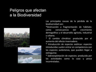 Peligros que afectan
a la Biodiversidad
                   Las principales causas de la pérdida de la
                   biodiversidad son:
                   *Destrucción y fragmentación de hábitats:
                   como      consecuencia      del    crecimiento
                   demográfico y el desarrollo agrícola, industrial
                   y urbano.
                   * El cambio climático: producido por el
                   aumento del efecto invernadero.
                   * Introducción de especies exóticas: especies
                   introducidas suelen entrar en competencia con
                   las especies autóctonas, que pueden llegar a
                   extinguirse.
                   * Sobreexplotación de especies: producida por
                   las actividades como la caza y pesca
                   incontroladas.
 