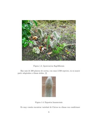 Figura 1.3: Aporocactus ﬂagelliformis

   Hay m´s de 200 g´neros de cactus, con unas 2.500 especies, en su mayor
         a           e
parte adaptadas a climas ´ridos. [3]
                         a




                    Figura 1.4: Espostoa huanucensis

   Es muy com´n encontrar variedad de C´ctos en climas con condiciones
             u                         a

                                   6
 