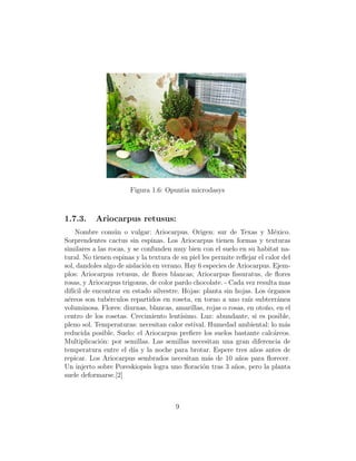 Figura 1.6: Opuntia microdasys



1.7.3.     Ariocarpus retusus:
    Nombre com´n o vulgar: Ariocarpus. Origen: sur de Texas y M´xico.
                  u                                                        e
Sorprendentes cactus sin espinas. Los Ariocarpus tienen formas y texturas
similares a las rocas, y se confunden muy bien con el suelo en su habitat na-
tural. No tienen espinas y la textura de su piel les permite reﬂejar el calor del
sol, dandoles algo de aislaci´n en verano. Hay 6 especies de Ariocarpus. Ejem-
                             o
plos: Ariocarpus retusus, de ﬂores blancas; Ariocarpus ﬁssuratus, de ﬂores
rosas, y Ariocarpus trigonus, de color pardo chocolate. - Cada vez resulta mas
dif´ de encontrar en estado silvestre. Hojas: planta sin hojas. Los organos
   ıcil                                                                  ´
a´reos son tub´rculos repartidos en roseta, en torno a uno ra´ subterr´nea
 e              e                                                ız          a
voluminosa. Flores: diurnas, blancas, amarillas, rojas o rosas, en oto˜o, en el
                                                                        n
centro de los rosetas. Crecimiento lent´ ısimo. Luz: abundante, si es posible,
pleno sol. Temperaturas: necesitan calor estival. Humedad ambiental: lo m´s    a
reducida posible. Suelo: el Ariocarpus preﬁere los suelos bastante calc´reos.
                                                                           a
Multiplicaci´n: por semillas. Las semillas necesitan una gran diferencia de
             o
temperatura entre el d´ y la noche para brotar. Espere tres a˜os antes de
                         ıa                                         n
repicar. Los Ariocarpus sembrados necesitan m´s de 10 a˜os para ﬂorecer.
                                                   a          n
Un injerto sobre Poreskiopsis logra uno ﬂoraci´n tras 3 a˜os, pero la planta
                                                 o          n
suele deformarse.[2]



                                       9
 