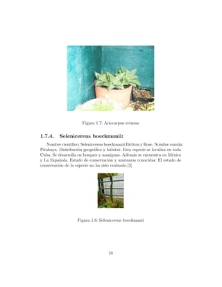 Figura 1.7: Ariocarpus retusus


1.7.4.    Selenicereus boeckmanii:
   Nombre cient´ıﬁco: Selenicereus boeckmanii Britton y Rose. Nombre com´n:
                                                                          u
Pitahaya. Distribuci´n geogr´ﬁca y h´bitat: Esta especie se localiza en toda
                    o        a       a
Cuba. Se desarrolla en bosques y maniguas. Adem´s se encuentra en M´xico
                                                   a                   e
y La Espa˜ola. Estado de conservaci´n y amenazas conocidas: El estado de
          n                          o
conservaci´n de la especie no ha sido evaluado.[3]
          o




                   Figura 1.8: Selenicereus boeckmanii




                                    10
 