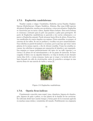 1.7.5.    Euphorbia candelabrum:
    Nombre com´n o vulgar: Candelabro, Euforbia cactus Familia: Euphor-
                 u
biaceae (Euforbi´ceas). Origen: Sud´frica, Abisinia. Hay unas 2.000 especies
                 a                    a
del g´nero Euphorbia, muchas son suculentas y otras son arbustos. Euphorbia
     e
se caracteriza por su savia o l´tex, l´
                               a      ıquido blanco lechoso. Esta savia lechosa
es venenosa o irritante para la piel; usa guantes y gafas para protegerte. El
porte de Euphorbia candelabrum es parecido a los cactus columnares y se
parece a Euphorbia ammak. Puede alcanzar hasta 20 m de altura. Forma bra-
zos ramiﬁcados de cuatro ´ngulos con espinas. Flores amarillas, en grupos, al
                           a
extremo de los tallos. Se usa en jardines y rocallas con poco mantenimiento.
Una euforbia no puede fecundarse a s´ mismo, por lo que hay que tener varios
                                        ı
plantas de la mismo especie, a ﬁn de obtener semillas. Como los semillas es-
casean, las euforbias se propagan por separaci´n de hijuelos y por esquejado.
                                                o
Los esquejes se toman preferentemente del apice de un tallo vigoroso y se
                                               ´
cortan a la altura de un estrechamiento o de un punto de inserci´n. Se hace
                                                                   o
coagular el l´tex con un algod´n h´medo y se deja la herida al aire durante
             a                  o u
varios d´ (2-3), o varias semanas, hasta que se seque y la herida del corte
        ıas
haya formado un callo de cicatrizaci´n, antes de ponerlos a arraigar en una
                                       o
maceta llena de una mezcla de turba y arena.[3]




                    Figura 1.9: Euphorbia candelabrum


1.7.6.      Oputia ﬁcus-indicas:
    Com´nmente conocida como nopal, tuna, chumbera, higuera de chumbo,
         u
pita, higuera de pala o palera, es una planta de la familia de las cact´ceas.
                                                                       a
Es cultivada desde hace mucho tiempo y forma parte de la econom´ agr´
                                                                   ıa    ıcola
en muchas zonas ´ridas y semi´ridas del mundo. Posiblemente sea originaria
                 a             a


                                      11
 