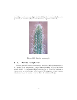 nana; Espostoa churinensis; Espostoa ritteri; Espostoa huanucensis; Espostoa
guentheri; E. laticornua; Espostoa melanostele; Espostoa senilis. [1]




                     Figura 1.12: Espostoa huanucensis


1.7.9.     Parodia leninghausii:
     Nombre cient´
                 ıﬁco: Parodia leninghausii. Sin´nimos: Pilocereus leninghau-
                                                o
sii, Malacocarpus leninghausii, Notocactus leninghausii, Eriocactus lening-
hausii. Origen: Es end´mica de Rio Grande do Sul en Brasil. Es una especie
                       e
com´n que se ha extendido por todo el mundo. Es una planta perenne carnosa
     u
cil´
   ındrica armada de espinas y con las ﬂores de color amarillo. [1]




                                     14
 