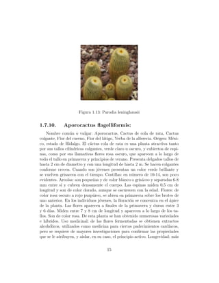 Figura 1.13: Parodia leninghausii


1.7.10.       Aporocactus ﬂagelliformis:
    Nombre com´n o vulgar: Aporocactus, Cactus de cola de rata, Cactus
                  u
colgante, Flor del cuerno, Flor del l´tigo, Yerba de la alferecia. Origen: M´xi-
                                     a                                        e
co, estado de Hidalgo. El c´ctus cola de rata es una planta atractiva tanto
                              a
por sus tallos cil´
                  ındricos colgantes, verde claro u oscuro, y cubiertos de espi-
nas, como por sus llamativas ﬂores rosa oscuro, que aparecen a lo largo de
todo el tallo en primavera y principios de verano. Presenta delgados tallos de
hasta 2 cm de diametro y con una longitud de hasta 2 m. Se hacen colgantes
conforme crecen. Cuando son j´venes presentan un color verde brillante y
                                  o
se vuelven grisaceos con el tiempo. Costillas: en n´mero de 10-14, son poco
                                                      u
evidentes. Areolas: son peque˜as y de color blanco o gris´ceo y separadas 6-8
                                n                           a
mm entre s´ y cubren densamente el cuerpo. Las espinas miden 0,5 cm de
             ı
longitud y son de color dorado, aunque se oscurecen con la edad. Flores: de
color rosa oscuro a rojo purp´reo, se abren en primavera sobre los brotes de
                                u
uno anterior. En los individuos j´venes, la ﬂoraci´n se concentra en el apice
                                   o                 o                      ´
de la planta. Las ﬂores aparecen a ﬁnales de la primavera y duran entre 3
y 6 d´ Miden entre 7 y 8 cm de longitud y aparecen a lo largo de los ta-
       ıas.
llos. Son de color rosa. De esta planta se han obtenido numerosas variedades
e h´ıbridos. Uso medicinal: de las ﬂores fermentadas se obtienen extractos
alcoh´licos, utilizados como medicina para ciertos padecimientos card´
      o                                                                    ıacos,
pero se requiere de mayores investigaciones para conﬁrmar las propiedades
que se le atribuyen, y aislar, en su caso, el principio activo. Longevidad: m´s a


                                       15
 