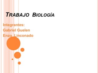TRABAJO BIOLOGÍA
Integrantes:
Gabriel Guelen
Enzo Linconado
 