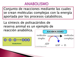 ANABOLISMO
Conjunto de reacciones mediante las cuales
se crean moléculas complejas con la energía
aportada por los procesos catabólicos.
La síntesis de polisacáridos de
reserva animal es un ejemplo de
reacción anabólica.
 