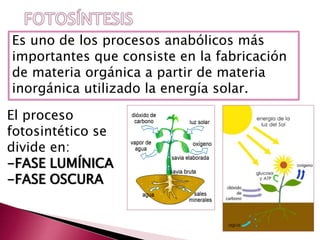 Es uno de los procesos anabólicos más
importantes que consiste en la fabricación
de materia orgánica a partir de materia
inorgánica utilizado la energía solar.
El proceso
fotosintético se
divide en:
-FASE LUMÍNICA
-FASE OSCURA
 
