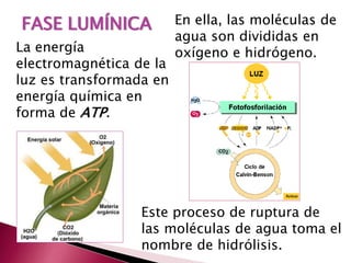FASE LUMÍNICA
La energía
electromagnética de la
luz es transformada en
energía química en
forma de ATP.
En ella, las moléculas de
agua son divididas en
oxígeno e hidrógeno.
Este proceso de ruptura de
las moléculas de agua toma el
nombre de hidrólisis.
 