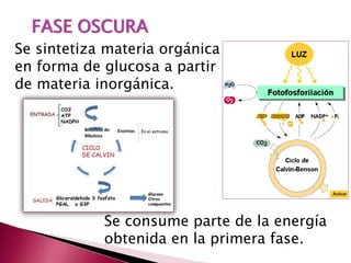 FASE OSCURA
Se sintetiza materia orgánica
en forma de glucosa a partir
de materia inorgánica.
Se consume parte de la energía
obtenida en la primera fase.
 