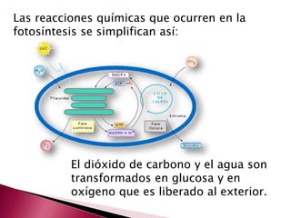 Las reacciones químicas que ocurren en la
fotosíntesis se simplifican así:
El dióxido de carbono y el agua son
transformados en glucosa y en
oxígeno que es liberado al exterior.
 