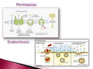 Permeasas:
Endocitosis:
 