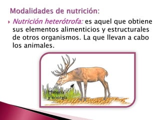  Nutrición heterótrofa: es aquel que obtiene
sus elementos alimenticios y estructurales
de otros organismos. La que llevan a cabo
los animales.
 