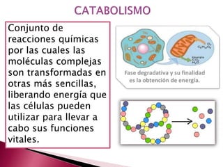 Conjunto de
reacciones químicas
por las cuales las
moléculas complejas
son transformadas en
otras más sencillas,
liberando energía que
las células pueden
utilizar para llevar a
cabo sus funciones
vitales.
 