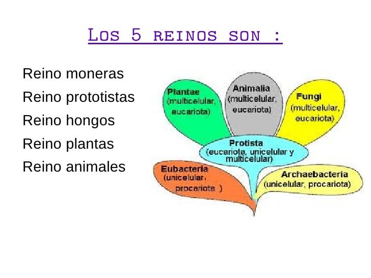 Trabajo biologia 5 reinos by Ana