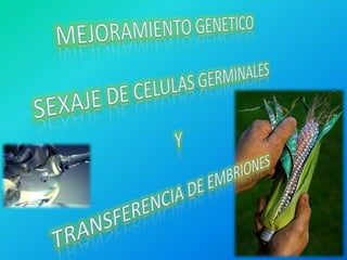 MEJORAMIENTO GENETICO SEXAJE DE CELULAS GERMINALES Y TRANSFERENCIA DE EMBRIONES 
