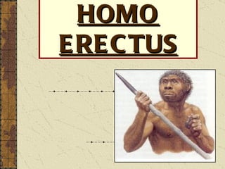 HOMO ERECTUS 