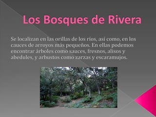 Humedales.Los EncinaresSe localizan en el pie de monte de las sierras y en las zonas más secas de las rañas.