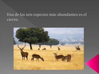 Las Sierras.La RañaEn cuanto a la de la raña, los saltamontes son los insectos más abundantes en primavera-verano, y también abundan las mariposas.