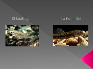 En todas las épocas del año es frecuente observar buitres negros y leonados.